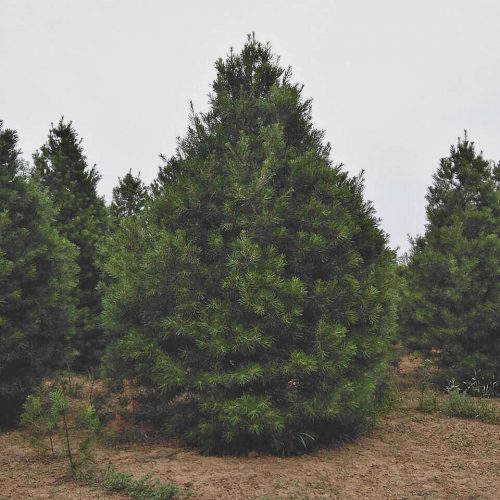 5米白皮松精品苗價(jià)格
