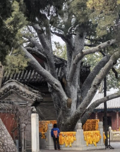 我國(guó)都有哪些有名的白皮松古樹？