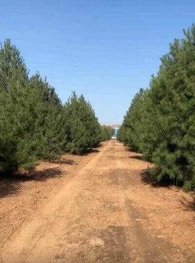 白皮松在園林綠化中有什么重要的作用？